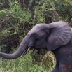 062 LOANGO 2 Akaka Riviere Rembo Ngove Nord Berge et Mammalia Proboscidea Elephant Loxodonta africana cyclotis 15E5K3IMG_106904wtmk.jpg